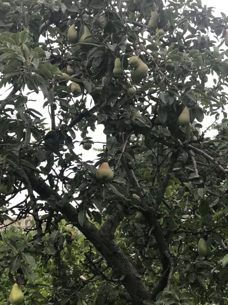 果物の木